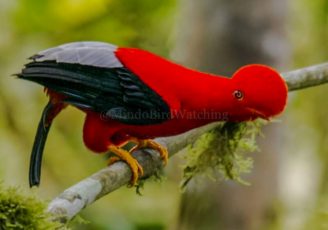 Birdwatching in the Mindo cloud forest