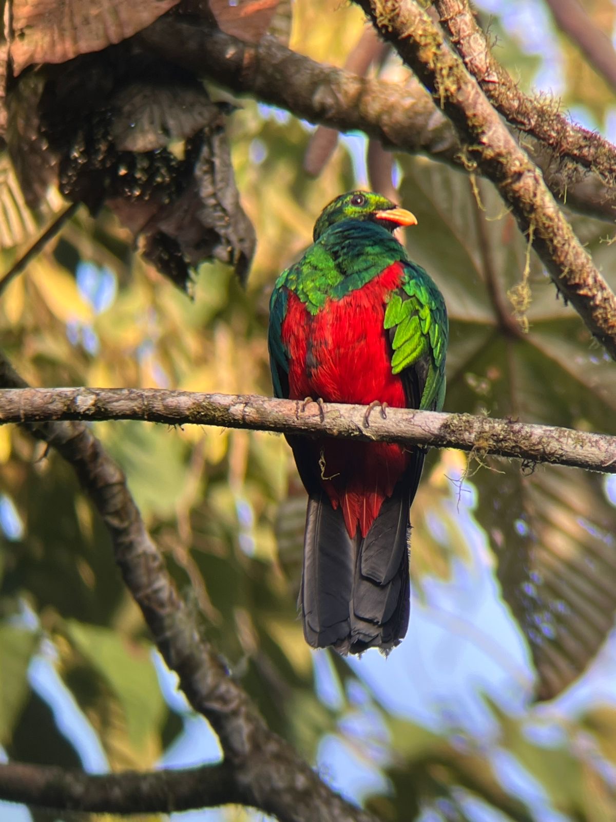 Oportunidad de fotografía de aves durante un tour en Mindo