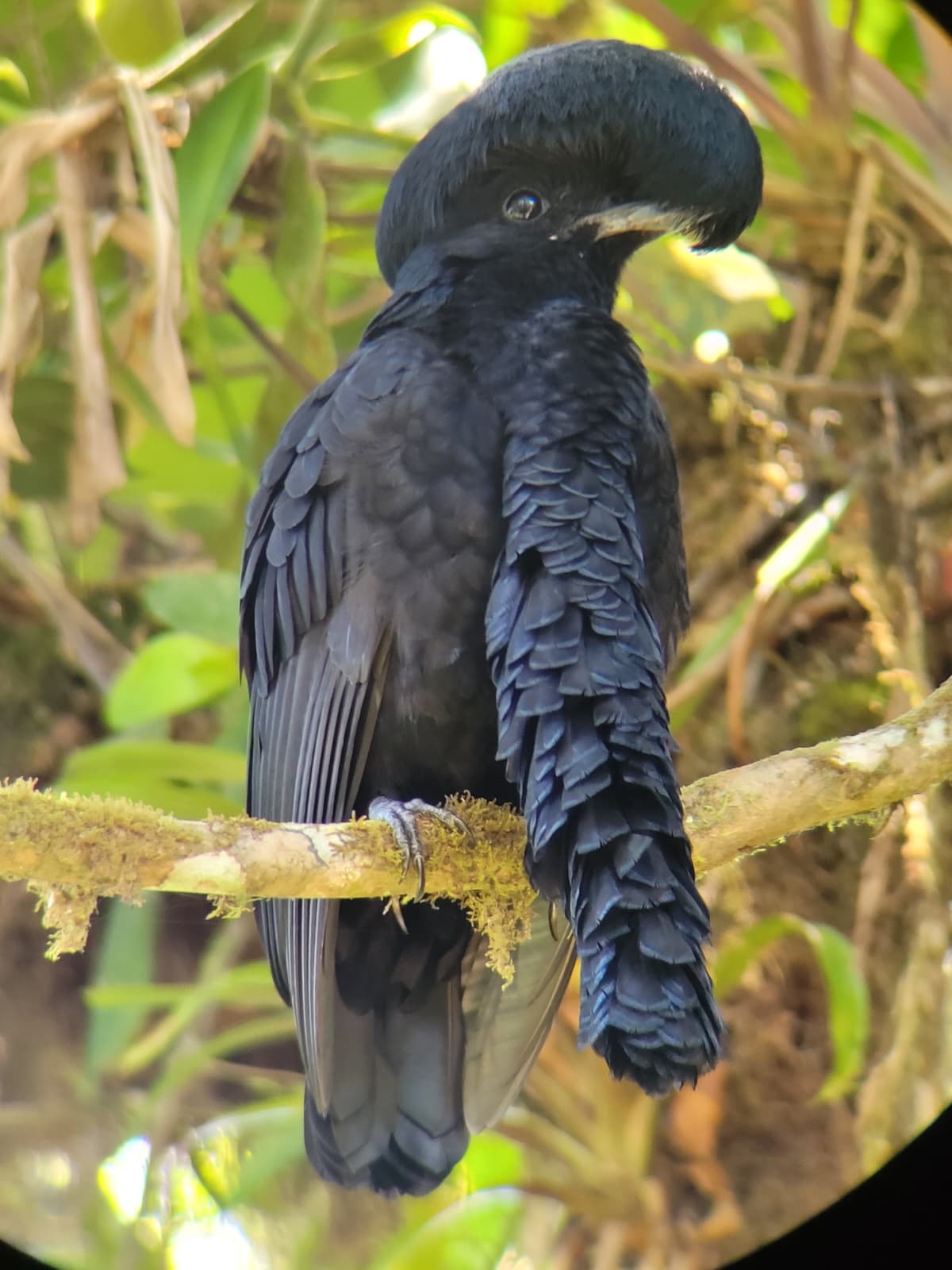 Pájaro paraguas longuipéndulo como referencia de aves raras del bosque nublado de Mindo