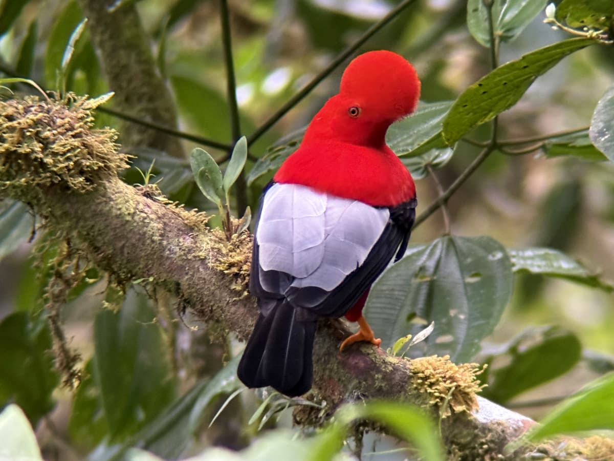 Andean Cock-of-the-Rock in Mindo