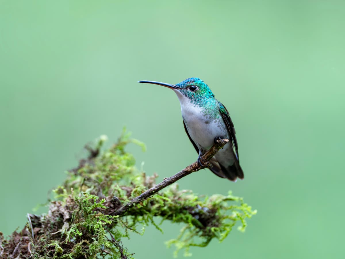 Andean Emerald (Uranomitra franciae) in the Mindo cloud forest