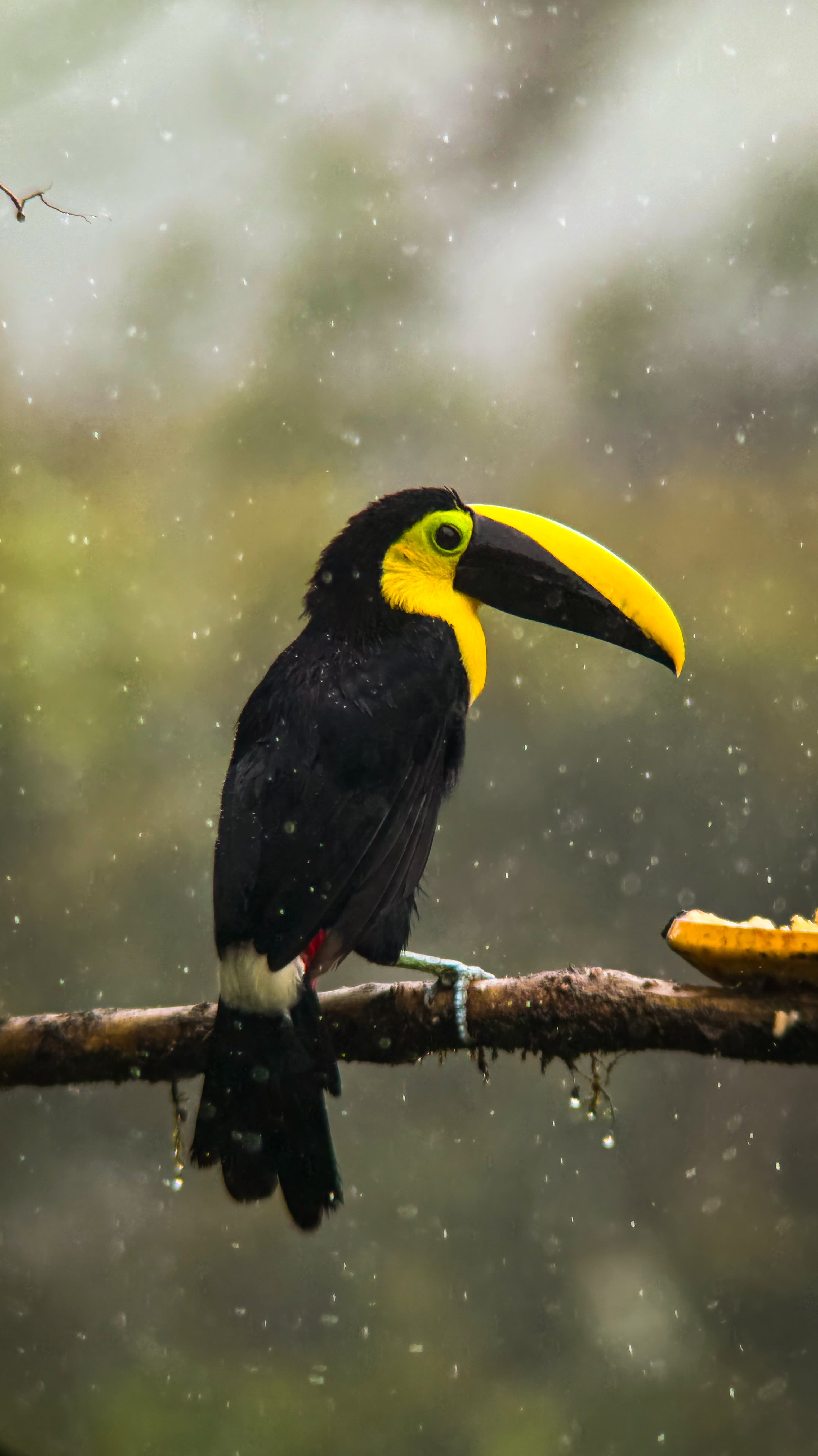 Choco Toucan (placeholder image)