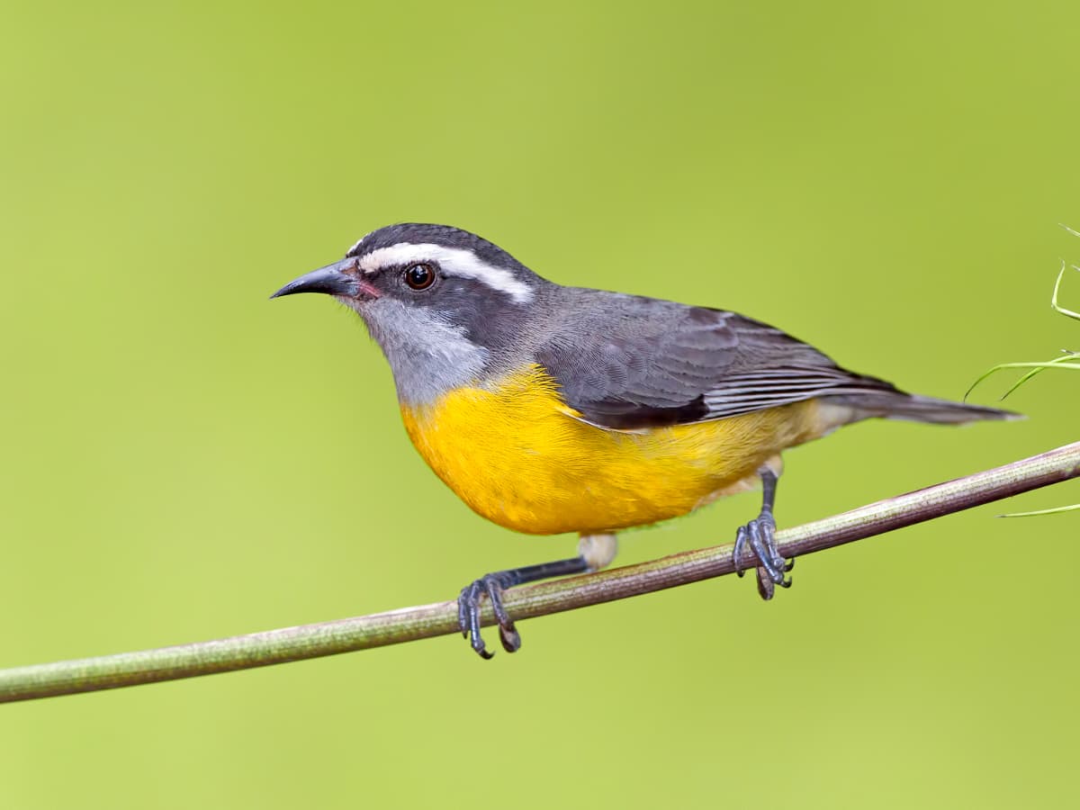 Bananaquit (Coereba flaveola) in the Mindo cloud forest