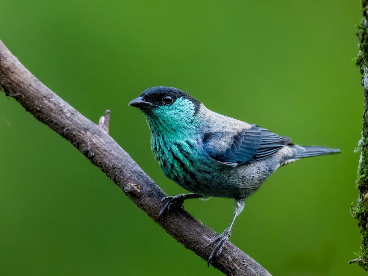 Black-capped Tanager (Stilpnia heinei) in the Mindo cloud forest