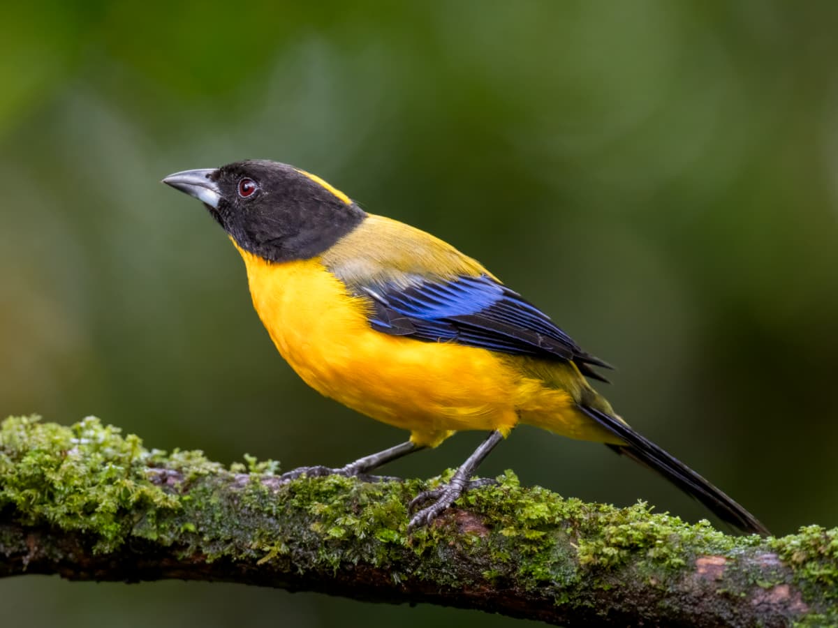 Black-chinned Mountain Tanager (Anisognathus notabilis) in the Mindo cloud forest