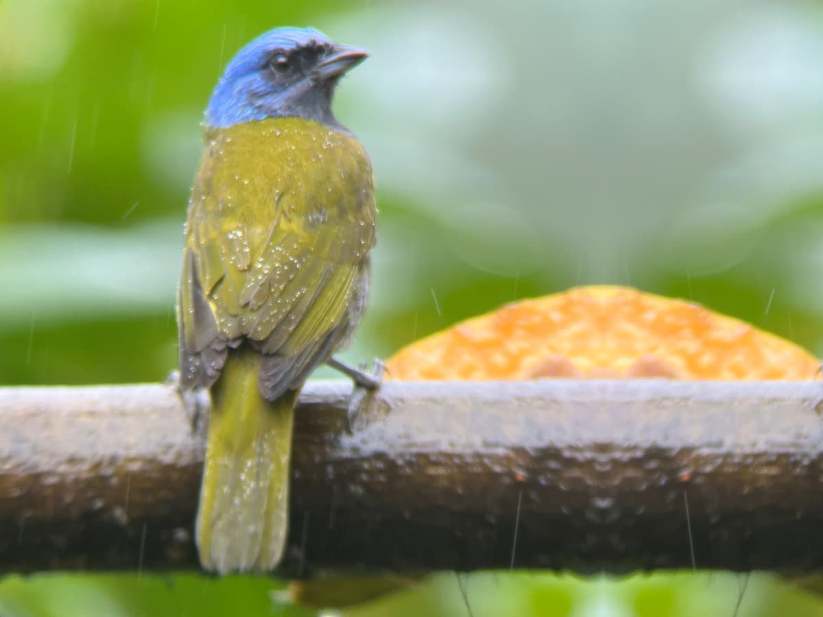 Blue-capped Tanager (Sporathraupis cyanocephala) in the Mindo cloud forest