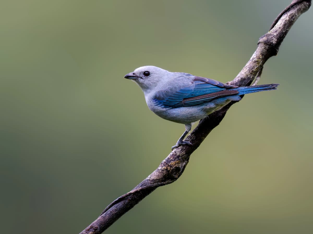 Blue-gray Tanager (Thraupis episcopus) in the Mindo cloud forest