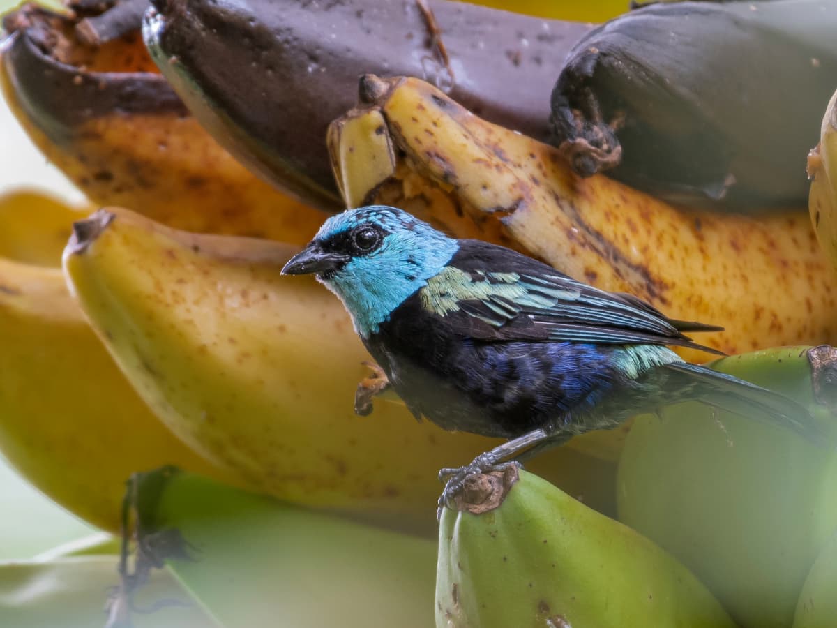 Blue-necked Tanager (Stilpnia cyanicollis) in the Mindo cloud forest