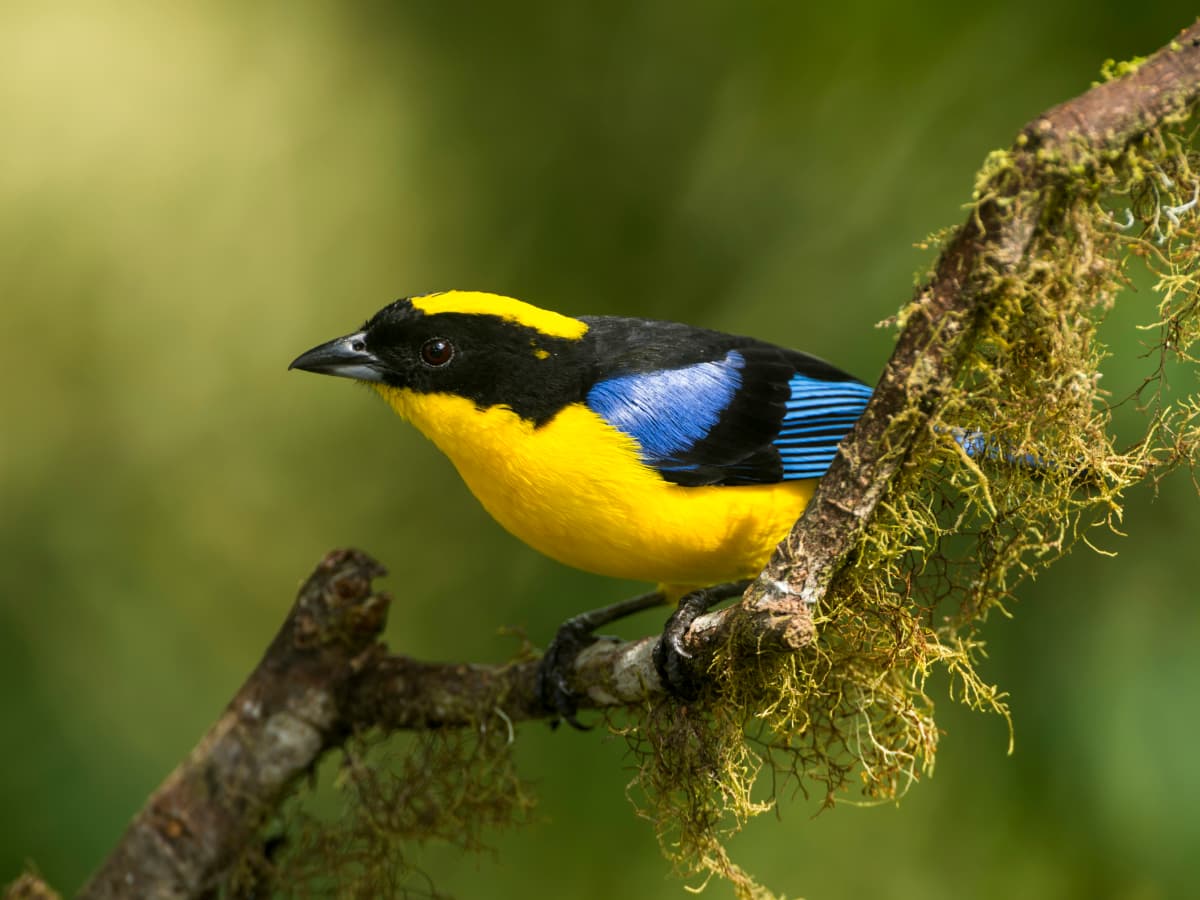 Blue-winged Mountain Tanager (Anisognathus somptuosus) in the Mindo cloud forest