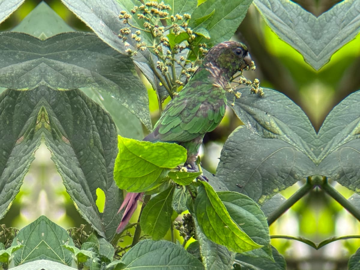 Bronze-winged Parrot (Pionus chalcopterus) in the Mindo cloud forest