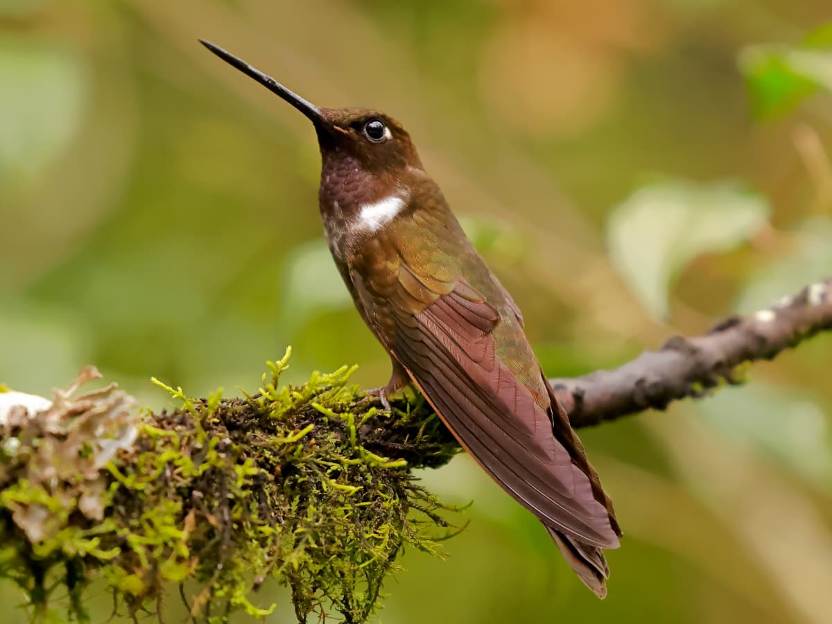Brown Inca (Coeligena wilsoni) in the Mindo cloud forest