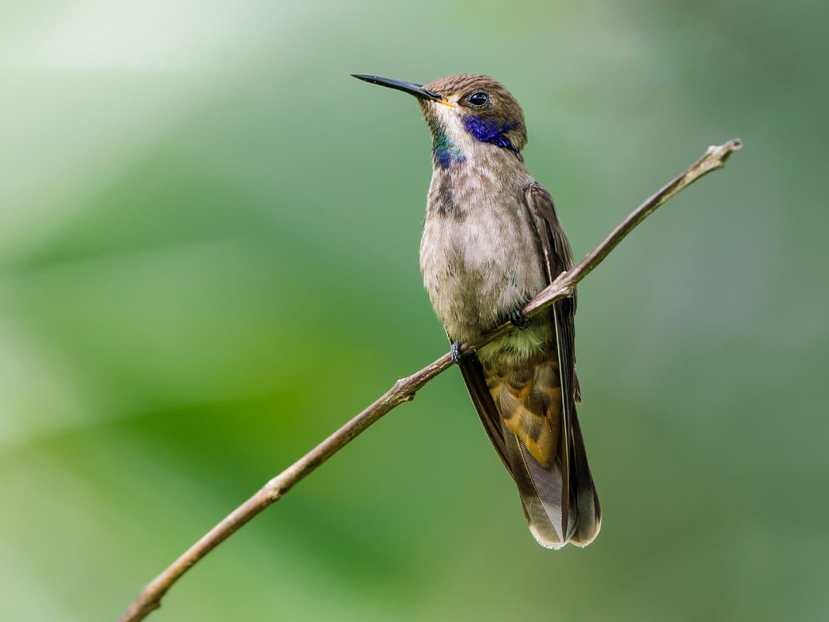 Brown Violetear (Colibri delphinae) in the Mindo cloud forest
