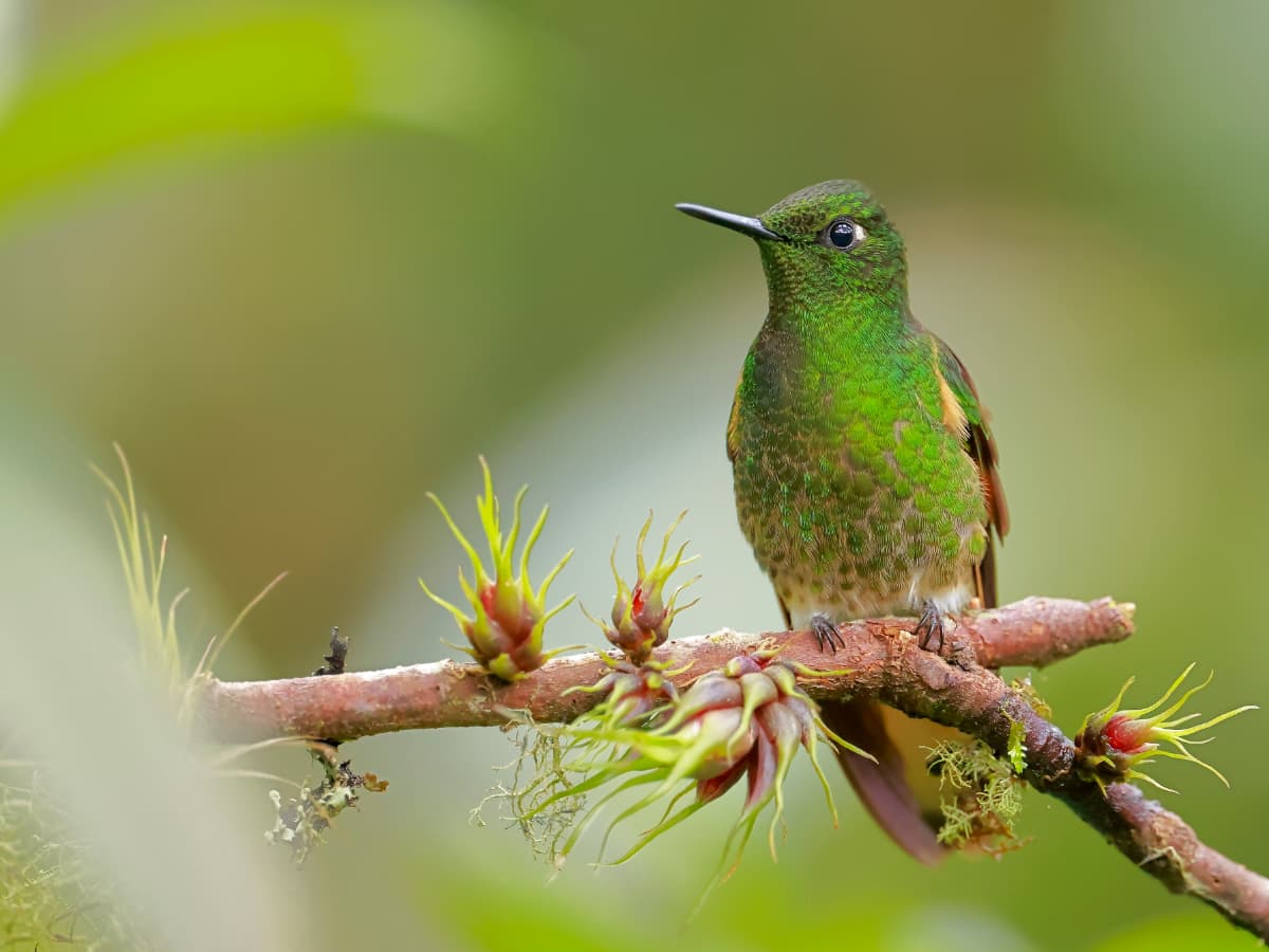 Buff-tailed Coronet (Boissonneaua flavescens) in the Mindo cloud forest