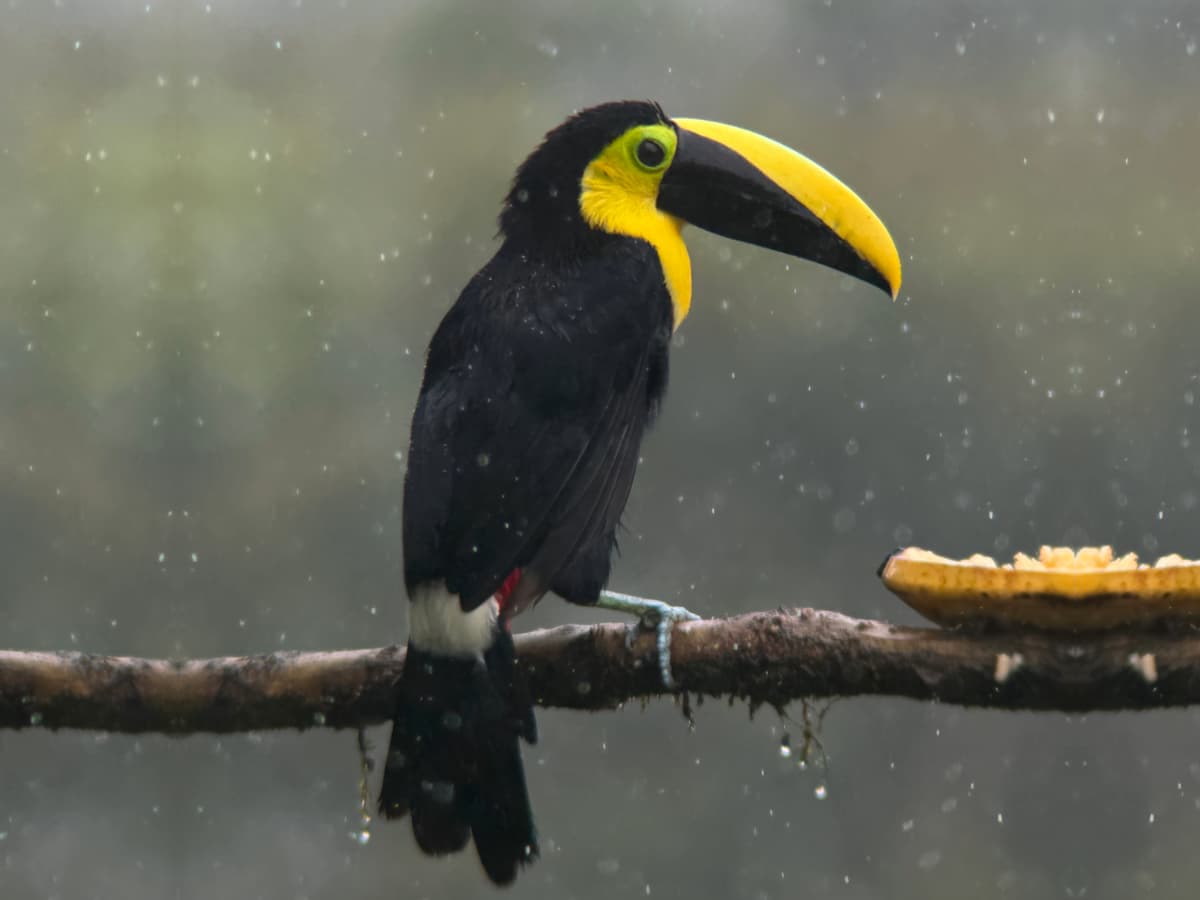 Choco Toucan (Ramphastos brevis) in the Mindo cloud forest