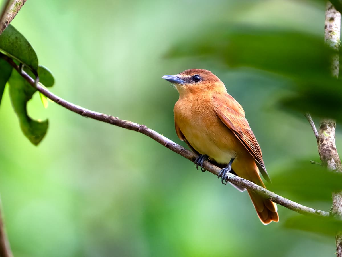 Cinnamon Becard (Pachyramphus cinnamomeus) in the Mindo cloud forest