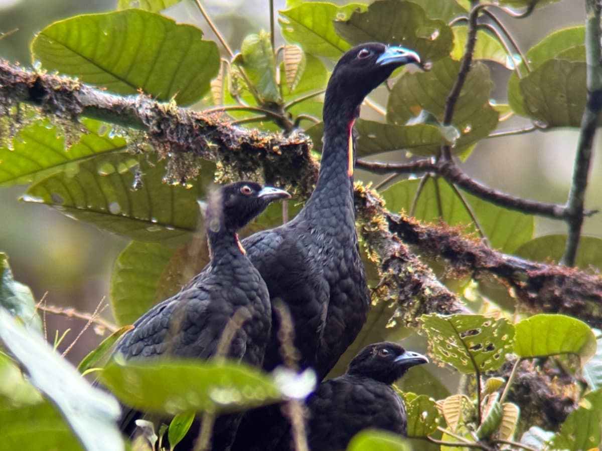 Crested Guan (Penelope purpurascens) in the Mindo cloud forest