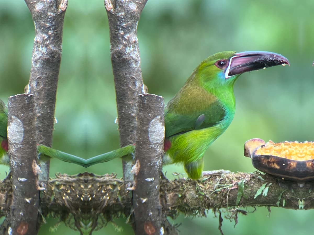 Crimson-rumped Toucanet (Aulacorhynchus haematopygus) in the Mindo cloud forest