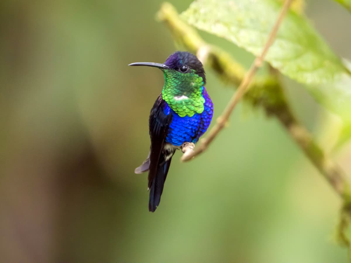 Crowned Woodnymph (Thalurania colombica) in the Mindo cloud forest