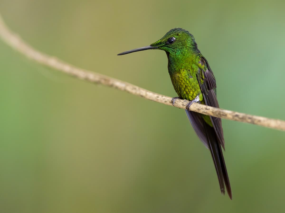 Empress Brilliant (Heliodoxa imperatrix) in the Mindo cloud forest