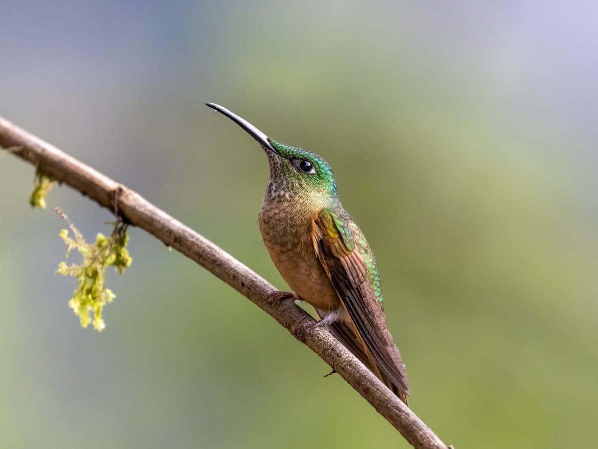 Fawn-breasted Brilliant (Heliodoxa rubinoides) in the Mindo cloud forest
