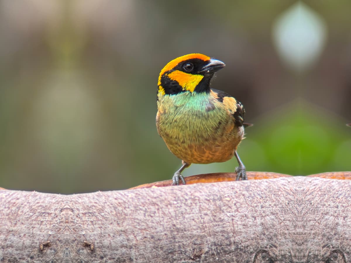 Flame-faced Tanager (Tangara parzudakii) in the Mindo cloud forest