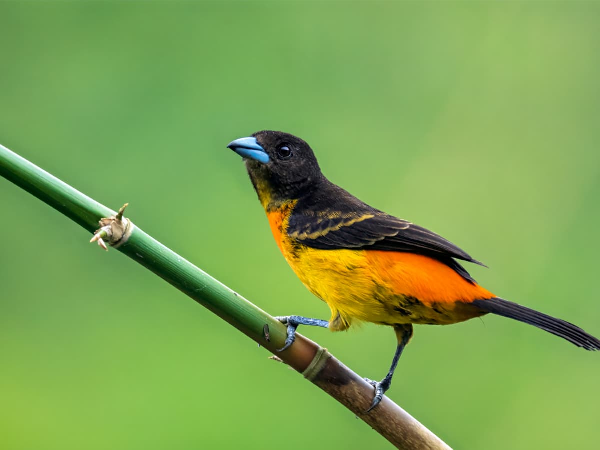 Flame-rumped Tanager (Ramphocelus flammigerus) in the Mindo cloud forest