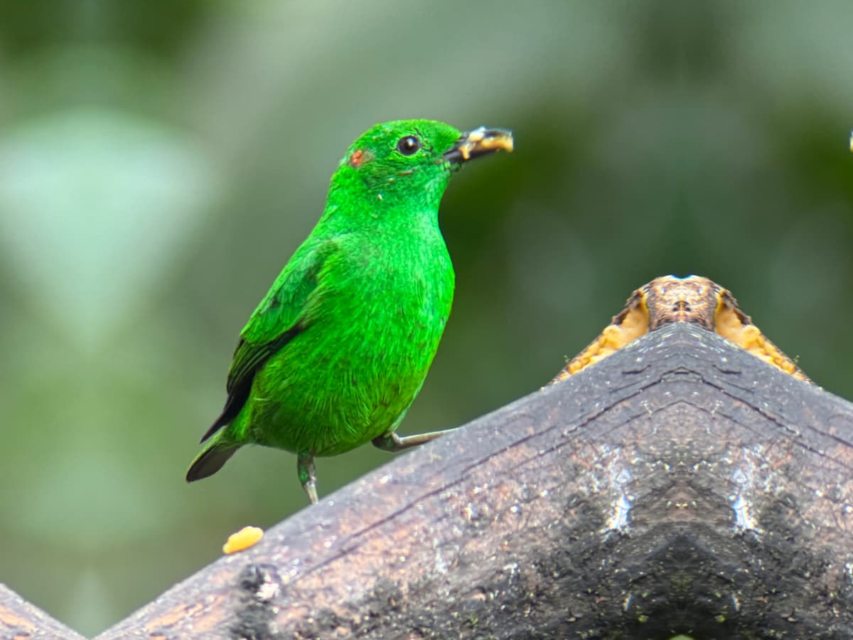 Glistening Green Tanager in Mindo