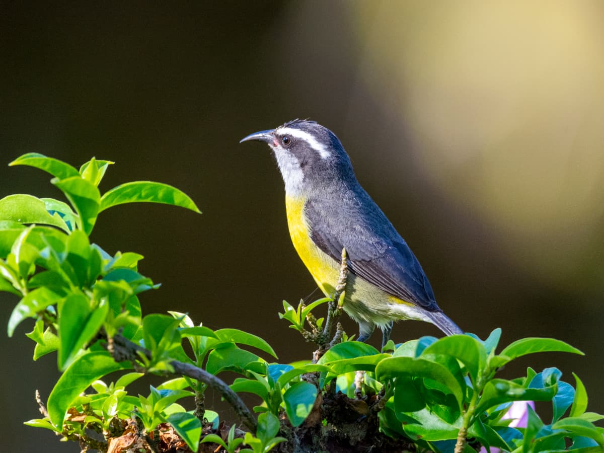 Golden-bellied Flycatcher (Myiodynastes hemichrysus) in the Mindo cloud forest