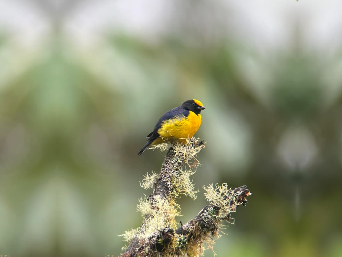 Golden-rumped Euphonia (Chlorophonia cyanocephala) in the Mindo cloud forest