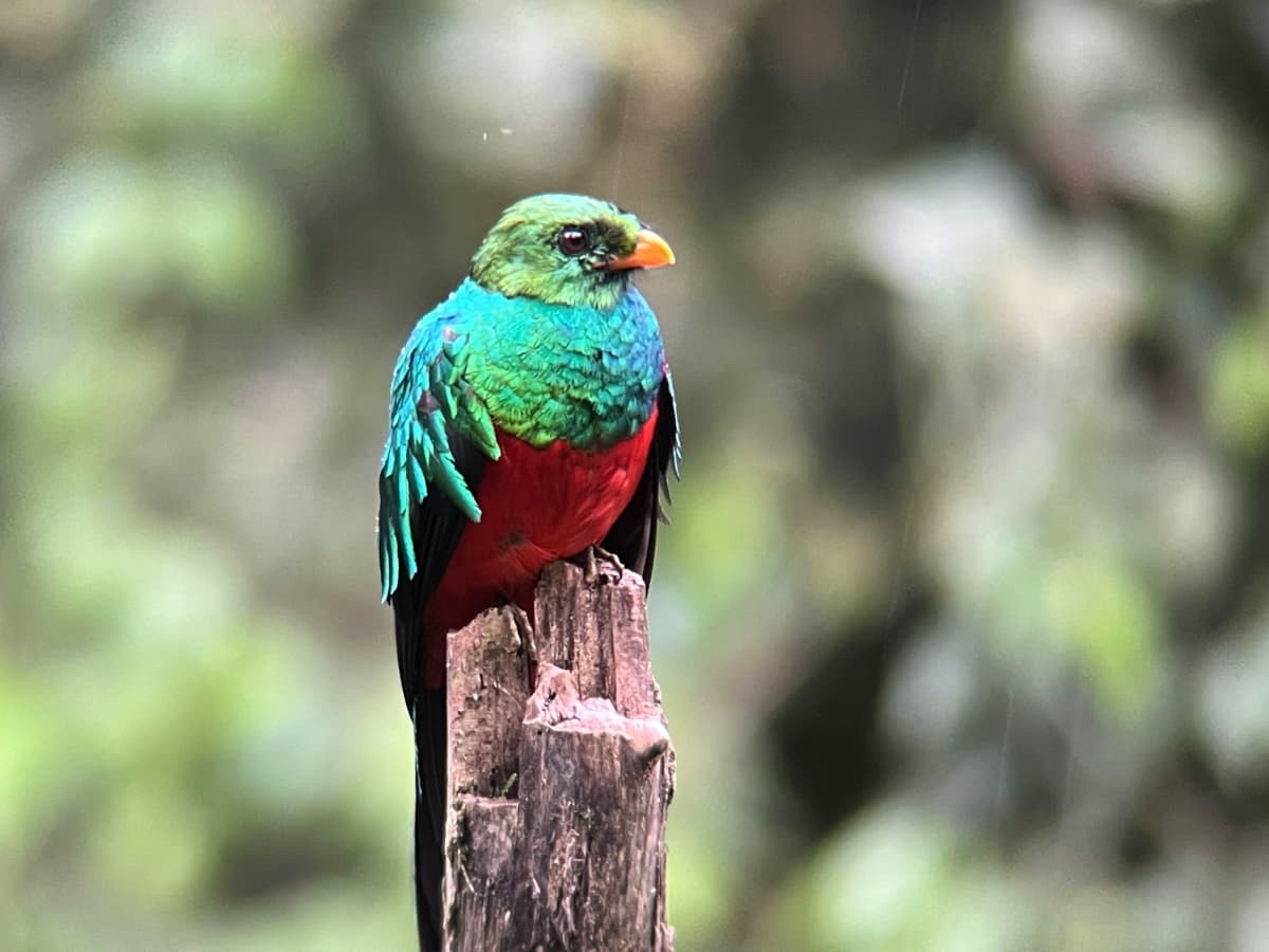 Golden-headed Quetzal birding opportunity in Mindo
