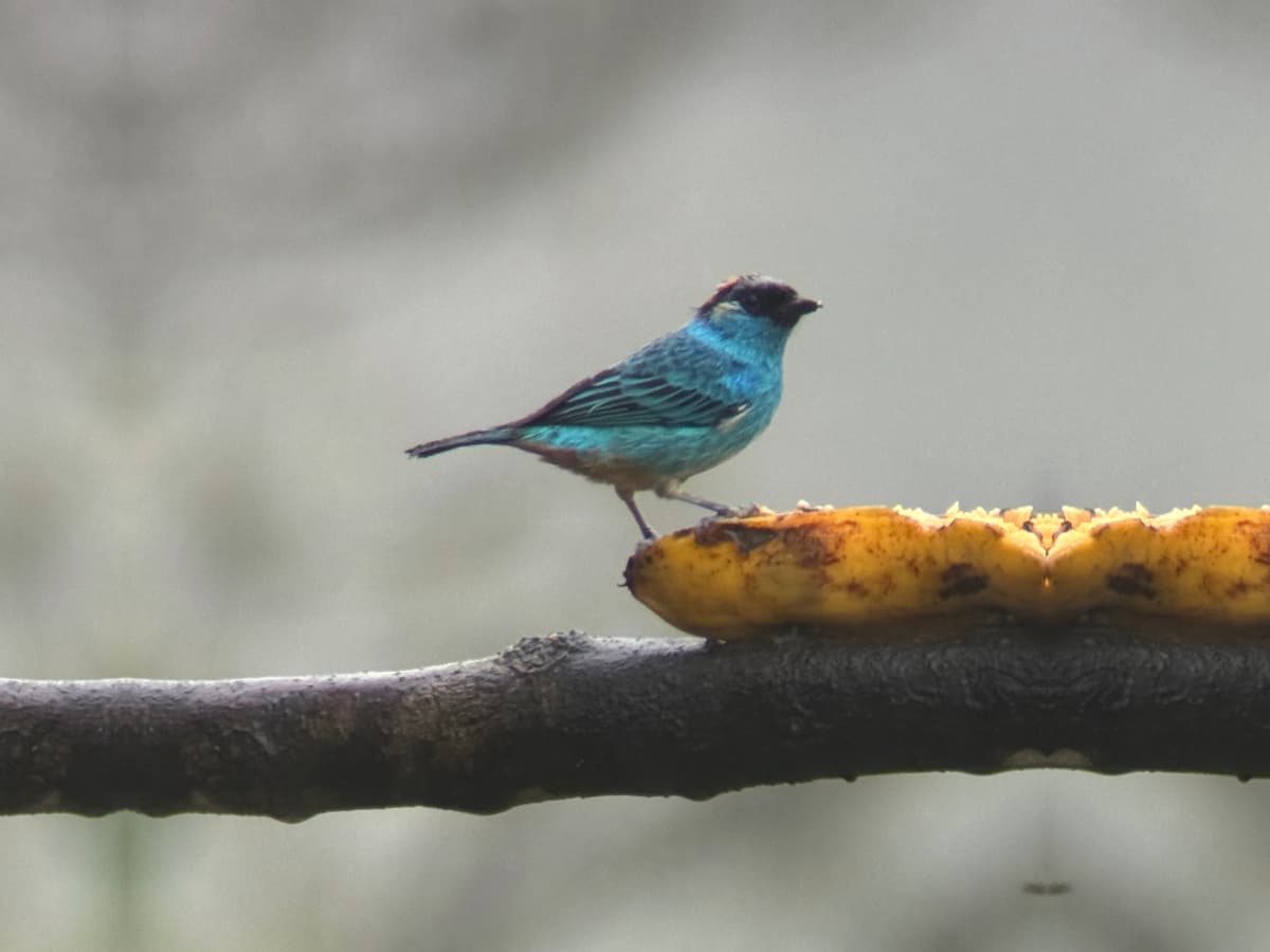 Golden-naped Tanager (Chalcothraupis ruficervix) in the Mindo cloud forest