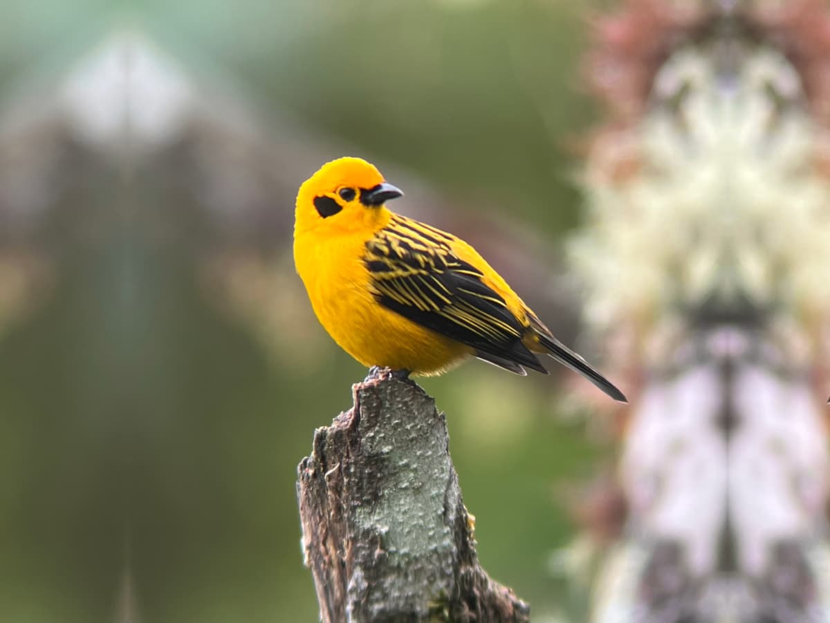 Golden Tanager (Tangara arthus) in the Mindo cloud forest