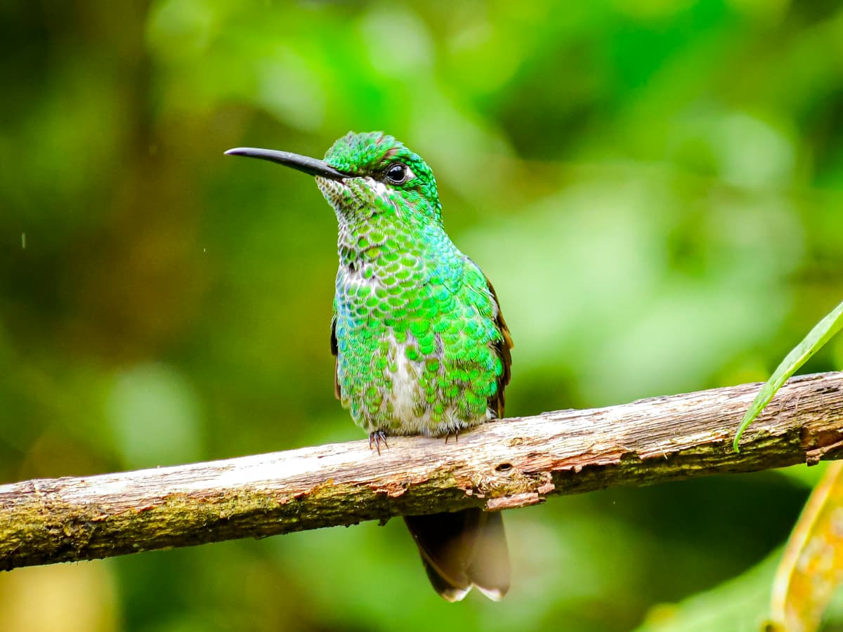 Green-crowned Brilliant (Heliodoxa jacula) in the Mindo cloud forest