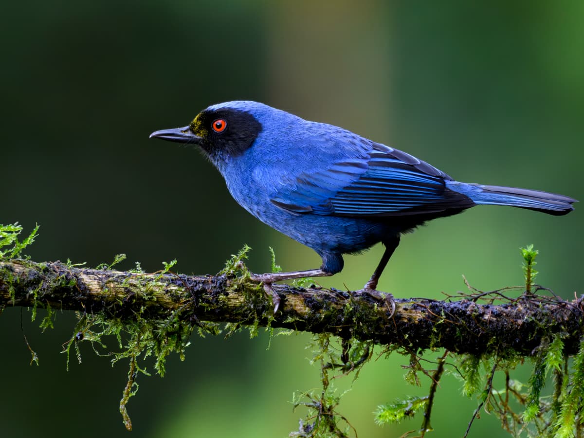 Masked Flowerpiercer (Diglossa cyanea) in the Mindo cloud forest
