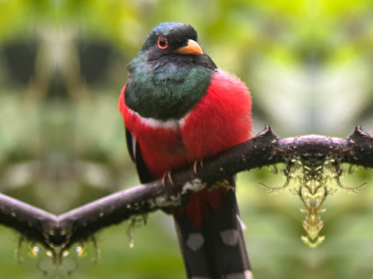 Masked Trogon (Trogon personatus) in the Mindo cloud forest