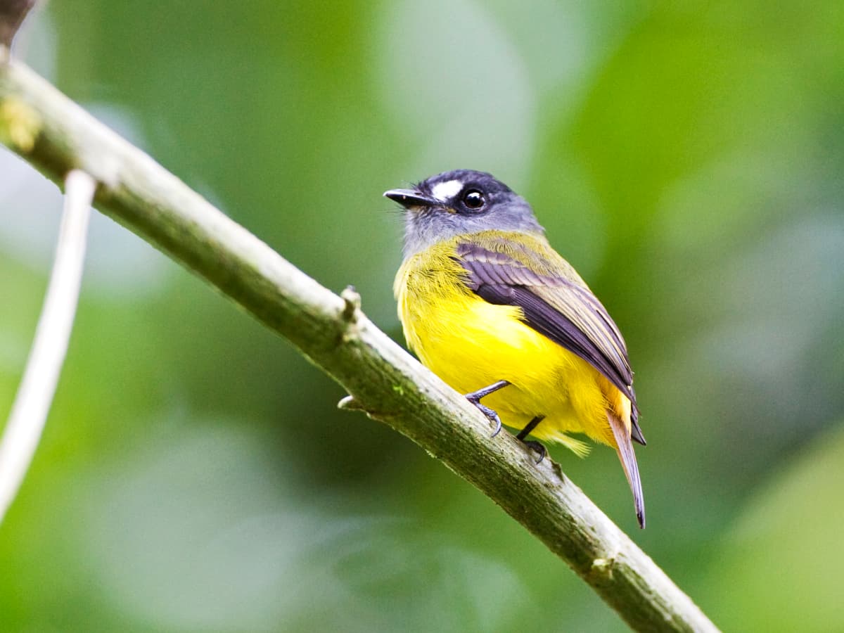 Ornate Flycatcher (Myiotriccus ornatus) in the Mindo cloud forest