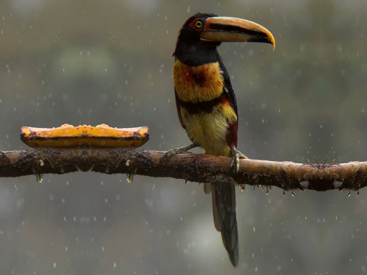 Pale-mandibled Aracari birding opportunity in Mindo