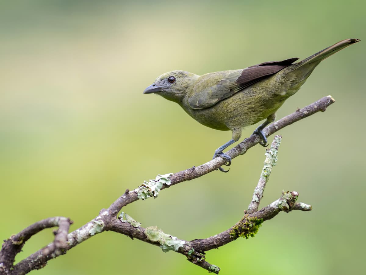 Palm Tanager (Thraupis palmarum) in the Mindo cloud forest