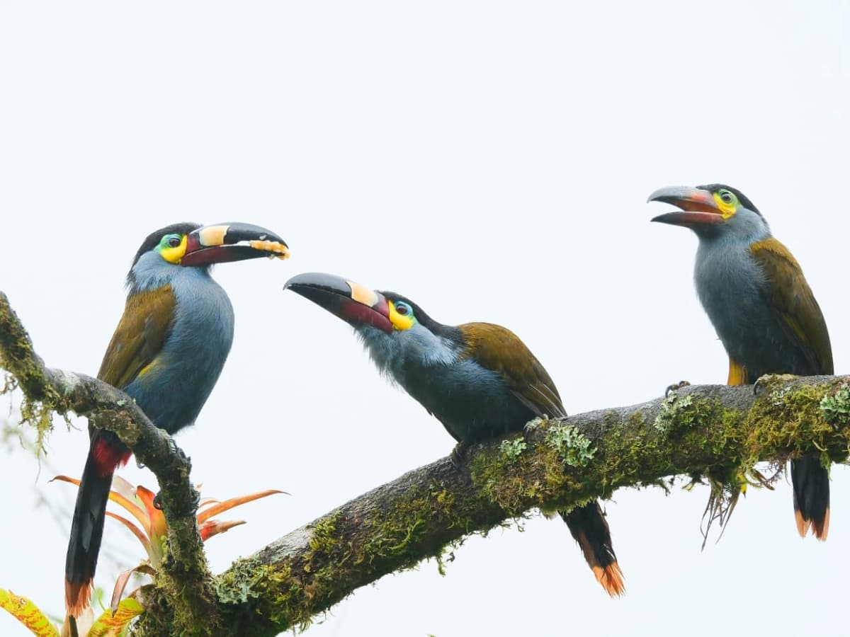 Plate-billed Mountain-Toucan (Andigena laminirostris) in the Mindo cloud forest