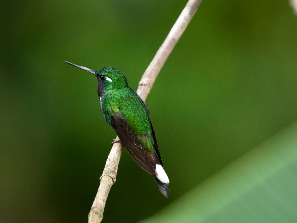 Purple-bibbed Whitetip (Urosticte benjamini) in the Mindo cloud forest