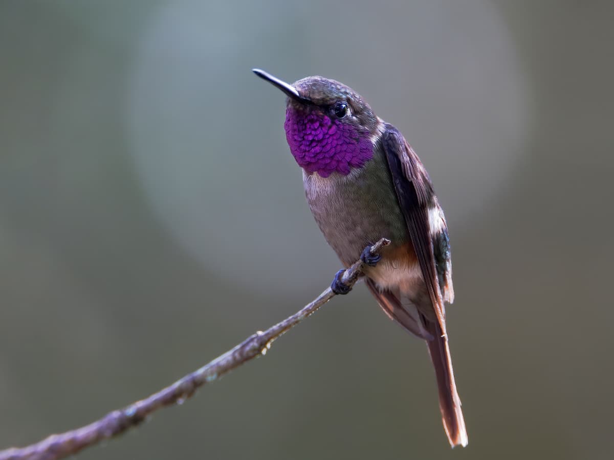 Purple-throated Woodstar (Philodice mitchellii) in the Mindo cloud forest