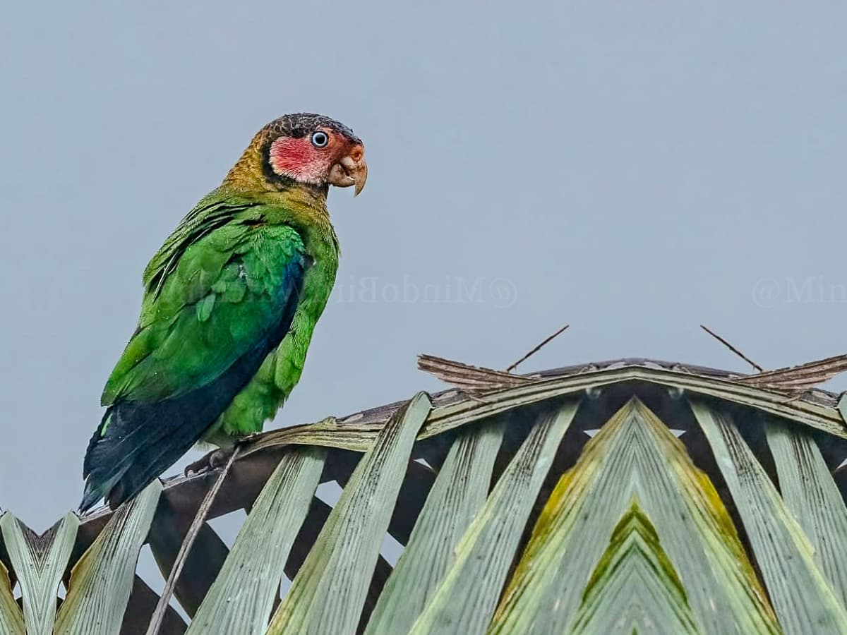 Red-billed Parrot (Pionus sordidus) in the Mindo cloud forest