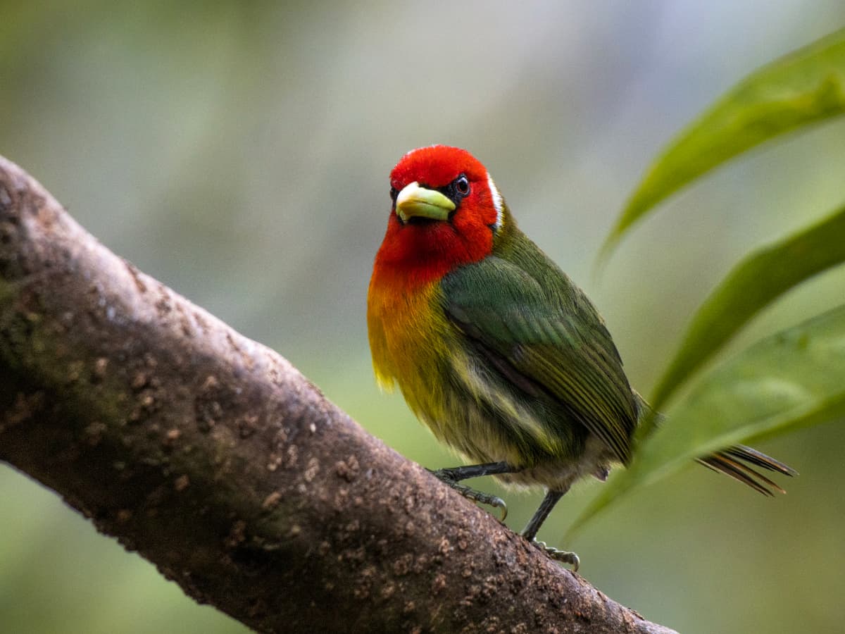 Red-headed Barbet (Eubucco bourcierii) in the Mindo cloud forest