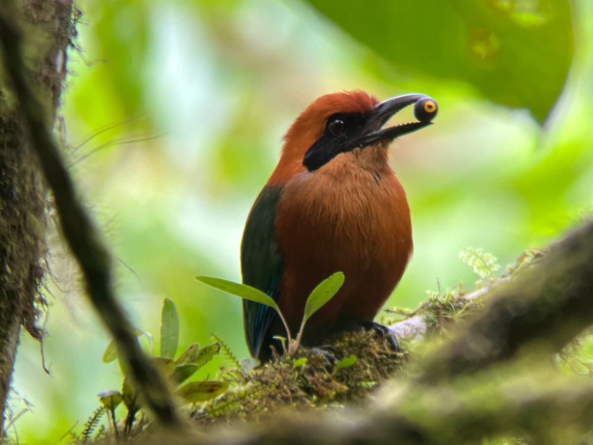 Rufous Motmot (Baryphthengus martii) in the Mindo cloud forest