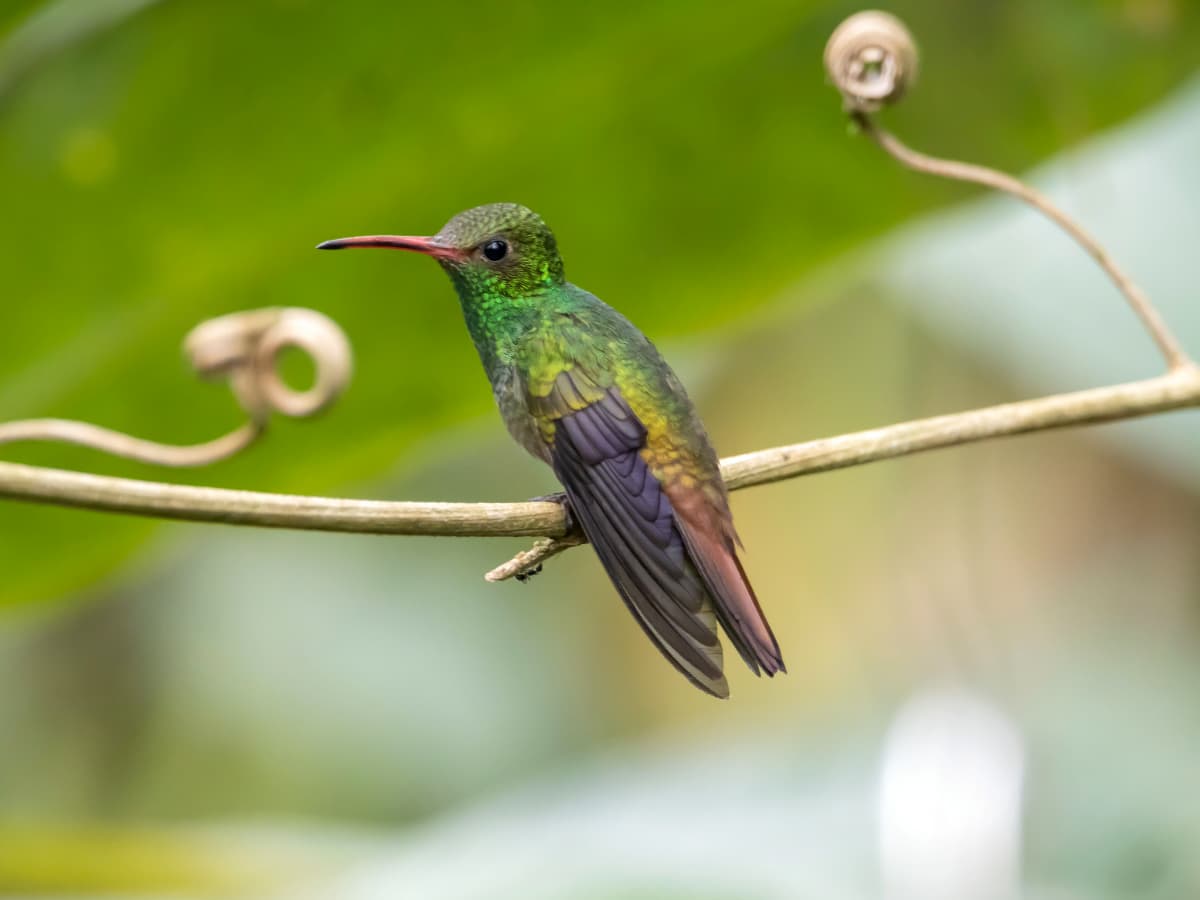 Rufous-tailed Hummingbird (Amazilia tzacatl) in the Mindo cloud forest