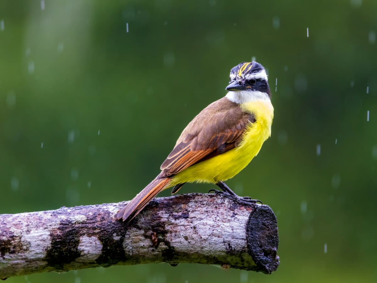 Rusty-margined Flycatcher (Myiozetetes cayanensis) in the Mindo cloud forest