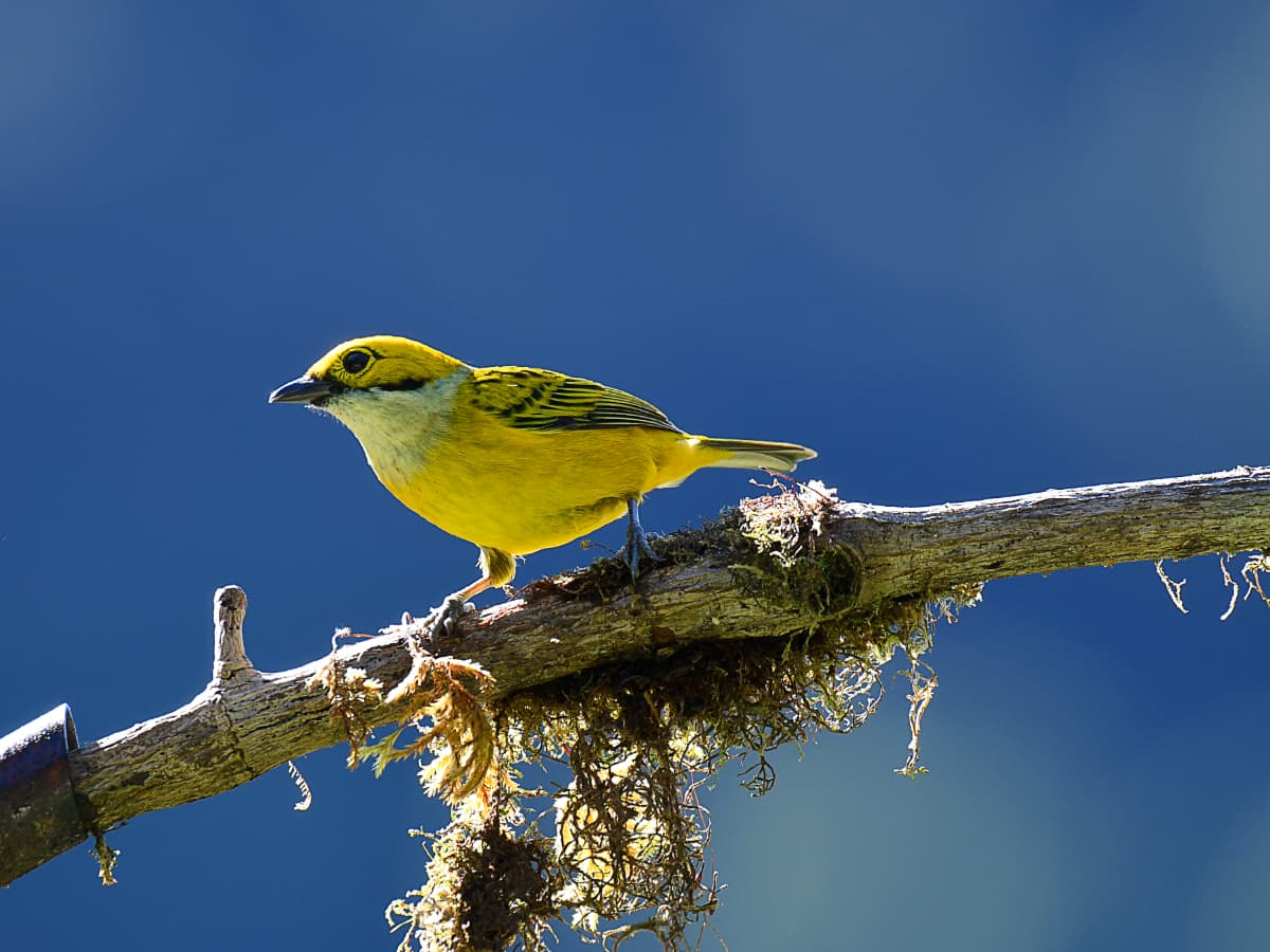 Silver-throated Tanager (Tangara icterocephala) in the Mindo cloud forest