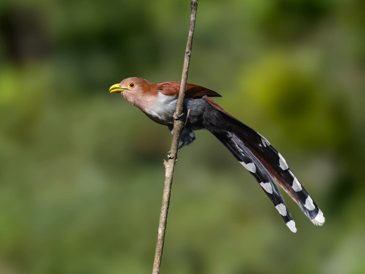 Squirrel Cuckoo (Piaya cayana) in the Mindo cloud forest