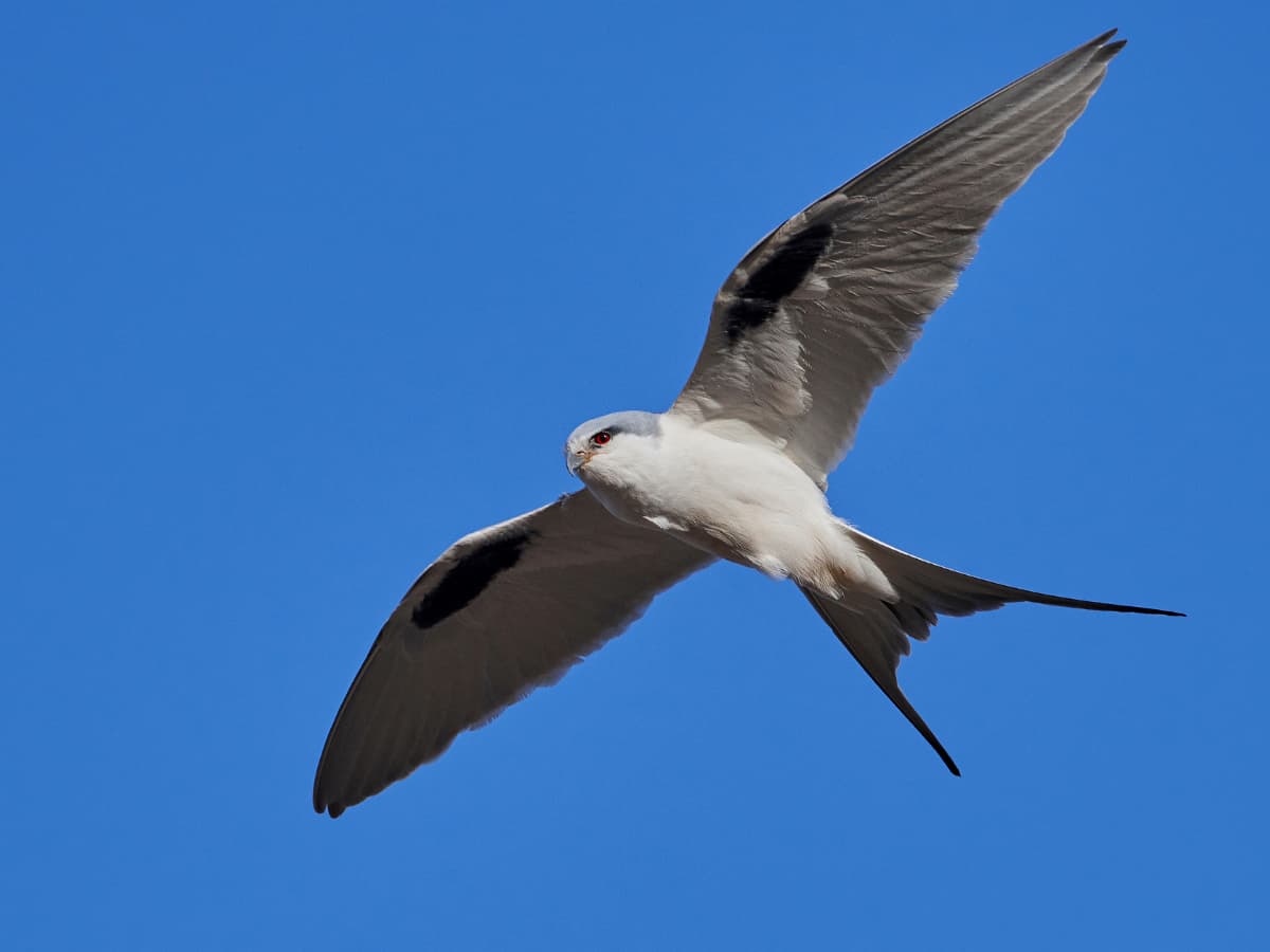 Swallow-tailed Kite (Elanoides forficatus) in the Mindo cloud forest
