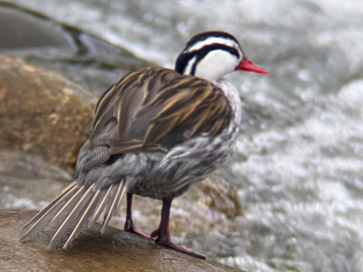 Torrent Duck (Merganetta armata) in the Mindo cloud forest